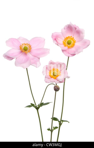Drei Anemone Blumen und Laub isoliert gegen weiß Stockfoto