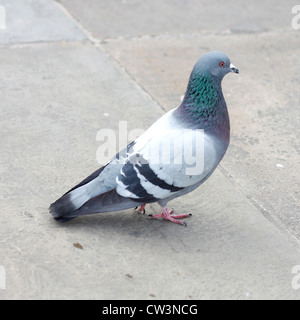 Eine städtische Taube auf dem Bürgersteig Stockfoto