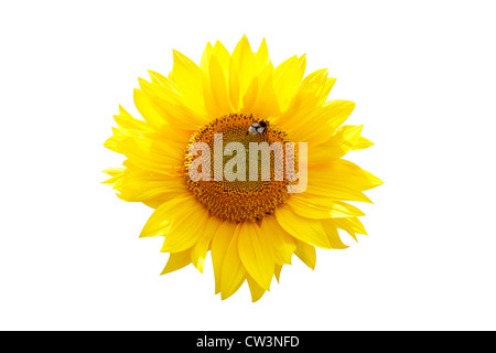 Eine Sonnenblume, isoliert auf weiss Stockfoto