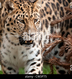 Weibliche Amur Leoparden schlich Stockfoto