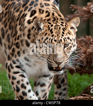 Weibliche Amur Leoparden schlich Stockfoto