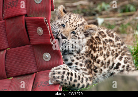 Amur Leopard Cub spielt mit einer Matte Stockfoto