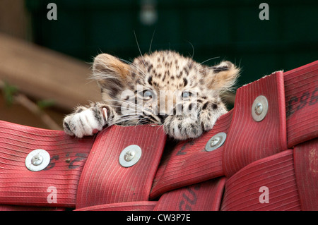 Amur Leopard Cub spielen auf einer Matte Stockfoto