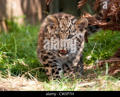 Amur Leopard cub Stockfoto