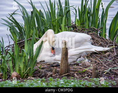 Ein Schwan Bräutigam selbst, da es ein Nest neben dem Teich in Kew Gardens einnimmt Stockfoto