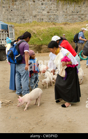 Ecuador, Quito-Bereich. Otavalo Viehmarkt. Otavalenos Frau im traditionellen Hochlandkleidung mit Ferkel. Stockfoto