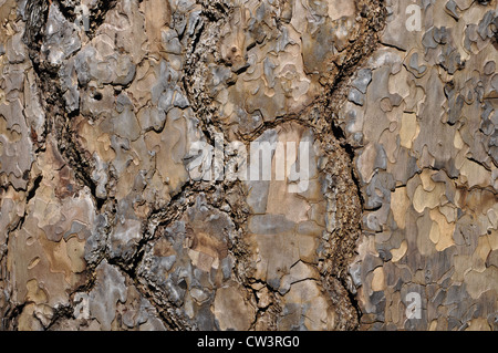 Baum-Rinde-Hintergrund Stockfoto