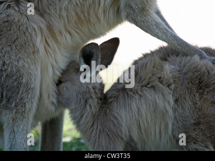 Eine junge Östlichen Grauen Joey mit Kopf im Beutel der Mutter, Royal National Park, Sydney, New South Wales, Australien Stockfoto