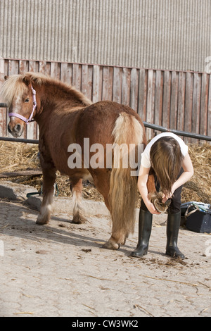 Mädchen, die Reinigung der Hufe eines Shetland-Ponys Stockfoto