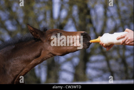 Fohlen aus einer Babyflasche trinken Stockfoto