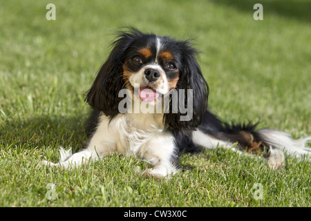 Cavalier King Charles Spaniel, Erwachsenen liegen auf einer Wiese Stockfoto