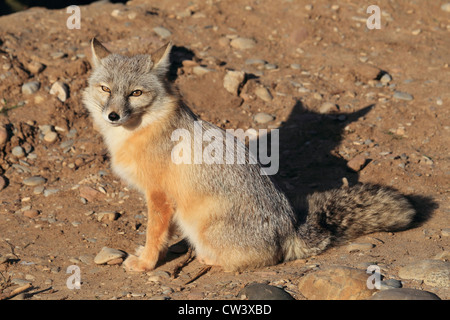 Corsac Fox, Steppe Fox (Vulpes Corsac). Erwachsene sitzen auf dem Boden Stockfoto