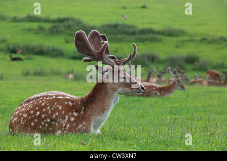 Damwild Stockfoto