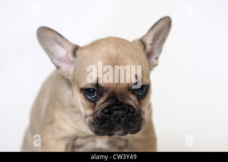 Französische Bulldogge (Canis Lupus Familiaris). Porträt eines beigen Welpen Stockfoto