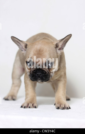 Französische Bulldogge (Canis Lupus Familiaris). Fawn Welpe suchen sauer Stockfoto