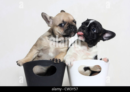 Französische Bulldogge (Canis Lupus Familiaris). Schwarz-und-Whita und Fawn Welpe in Kunststoff Papierkörbe. Man leckt das Gesicht des alten Testaments Stockfoto