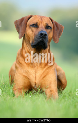 Rhodesian Ridgeback (Canis Lupus Familiaris). Männchen im Grass liegen Stockfoto