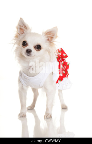 Chihuahua. Hemd und Rock bekleidet Erwachsener weißen Hund. Studio Bild vor einem weißen Hintergrund Stockfoto