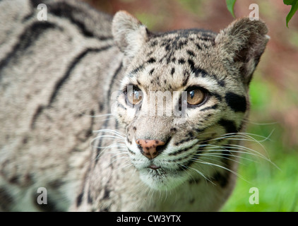 Weibliche Nebelparder (Nahaufnahme) Stockfoto