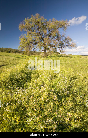 Kalifornien Eiche im Frühjahr Blumenfeld in der Nähe von Lake Casitas in Ventura County, Ojai, Kalifornien Stockfoto