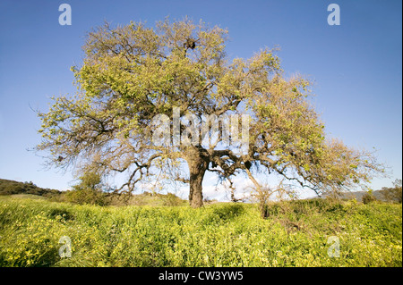 Kalifornien Eiche im Frühjahr Blumenfeld in der Nähe von Lake Casitas in Ventura County, Ojai, Kalifornien Stockfoto