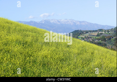 Gelben Senf Pflanze wächst in grünen Frühling Feld in der Nähe von Lake Casitas mit Topa Topa Bergen im Blick im Ventura County in der Nähe von Ojai Stockfoto