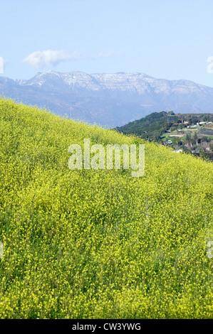 Gelben Senf Pflanze wächst in grünen Frühling Feld in der Nähe von Lake Casitas mit Topa Topa Bergen im Blick im Ventura County in der Nähe von Ojai Stockfoto