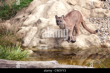 Weiblichen Puma über Wasser springen Stockfoto