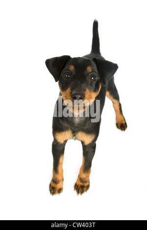 Jagdterrier, deutsche Jagd Terrier. Welpen in die Kamera, stehend. Studio Bild vor einem weißen Hintergrund Stockfoto