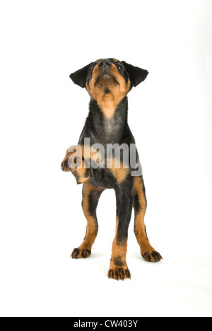 Jagdterrier, deutsche Jagd Terrier. Welpe stehend mit Pfote erhoben. Studio Bild vor einem weißen Hintergrund Stockfoto