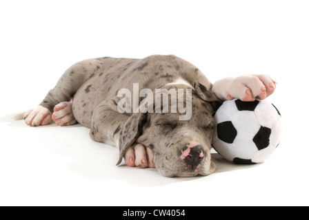 Die Deutsche Dogge. Welpen schlafen mit einer Pfote auf einem Fußball. Studio Bild vor einem weißen Hintergrund Stockfoto