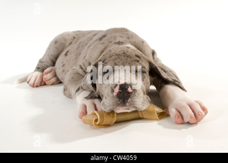 Die Deutsche Dogge. Welpen schlafen mit dem Kopf ruht auf einem Knochen kauen. Studio Bild vor einem weißen Hintergrund Stockfoto