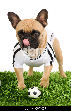 Französische Bulldogge gekleidet im Trikot der deutschen Fußball-Nationalmannschaft mit ein wenig Fußball auf dem Rasen. Studio Bild gegen Stockfoto