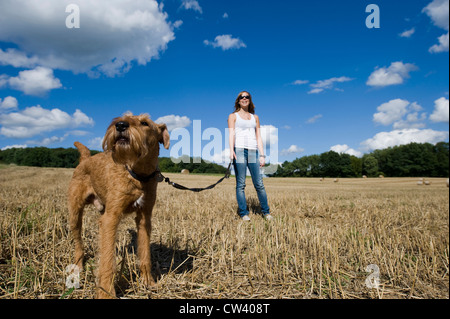 Irish Terrier auf Spitze stehend mit einer Frau in einem Stoppelfeld Stockfoto