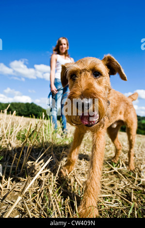 Irish Terrier auf Spitze stehend mit einer Frau in einem Stoppelfeld Stockfoto