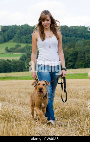 Irish Terrier an der Leine gehen mit einer Frau in einem Stoppelfeld Stockfoto