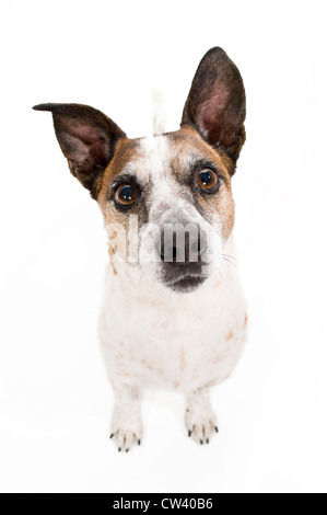 Jack-Russell-Terrier. Porträt von Erwachsenen Blick in die Kamera. Studio Bild vor einem weißen Hintergrund Stockfoto