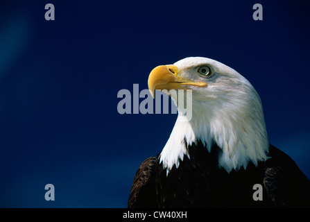 Diese Reife Weißkopfseeadler von National Foundation zu schützen Amerikas Eagles. Sein Name Challenger. Es zeigt seine obere Stockfoto