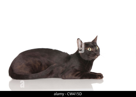 Bengal-Katze. Schwarz Erwachsener liegen. Studio Bild vor einem weißen Hintergrund Stockfoto