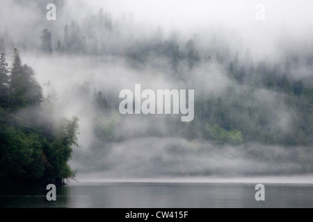 Nebel bedeckt Bäume in einem Wald, Fiordland Recreation Area, Fiordland Conservancy, Britisch-Kolumbien, Kanada Stockfoto