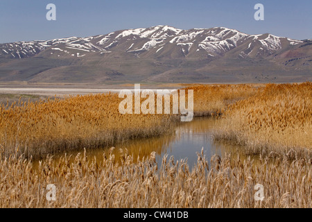 Schilf wächst in den See, Bear River Migratory Bird Zuflucht, Ogden, Utah, USA Stockfoto