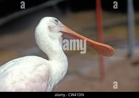 Löffler, gefährdete Arten, bei den Sunken Gardens, Florida vor allem botanische Gärten, St. Petersburg, Florida Stockfoto