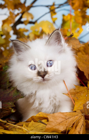 Heilige Birma mit Blick vom Laub im Herbst Stockfoto