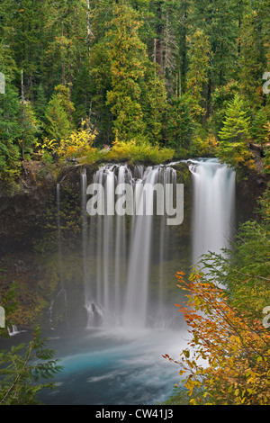 Wasserfall in einem Wald, Koosah Wasserfälle, McKenzie River, Willamette National Forest, Oregon, USA Stockfoto