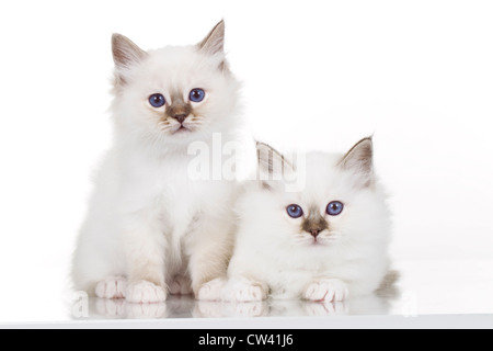 Heilige Birma. Zwei Kätzchen sitzen nebeneinander. Studio Bild vor einem weißen Hintergrund Stockfoto