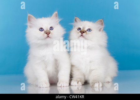 Heilige Birma. Zwei Kätzchen sitzen nebeneinander. Studio Bild vor einem blauen Hintergrund Stockfoto