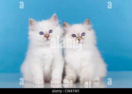 Heilige Birma. Zwei Kätzchen sitzen nebeneinander. Studio Bild vor einem blauen Hintergrund Stockfoto