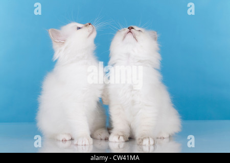 Heilige Birma. Zwei Kätzchen sitzen nebeneinander und nachschlagen. Studio Bild vor einem blauen Hintergrund Stockfoto