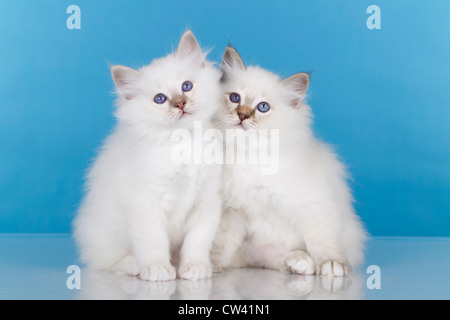 Heilige Birma. Zwei Kätzchen sitzen dicht beieinander. Studio Bild vor einem blauen Hintergrund Stockfoto