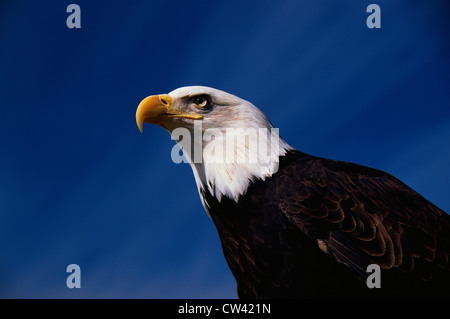 Diese Reife Weißkopfseeadler von National Foundation zu schützen Amerikas Eagles. Sein Name Challenger. Es zeigt seine obere Stockfoto